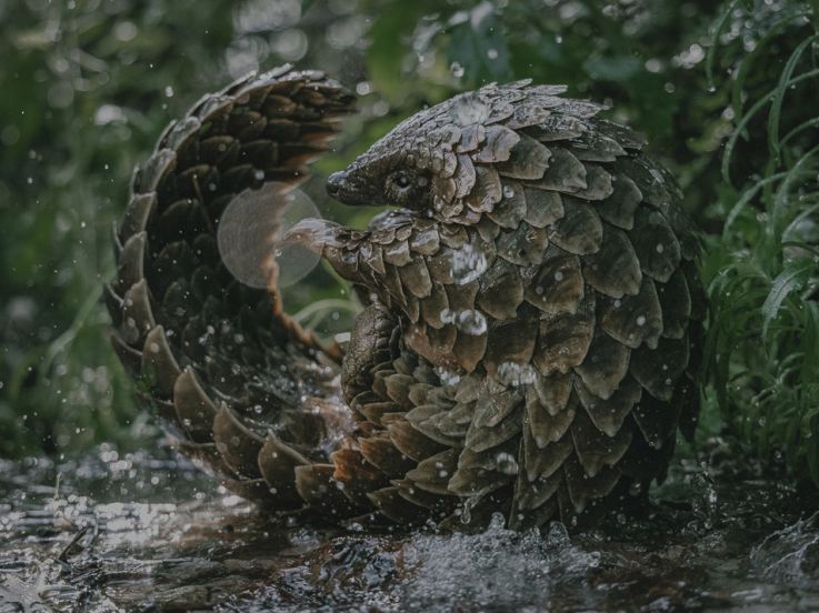 Pangolin : un bébé sauvé du trafic au cœur d’un documentaire Netflix