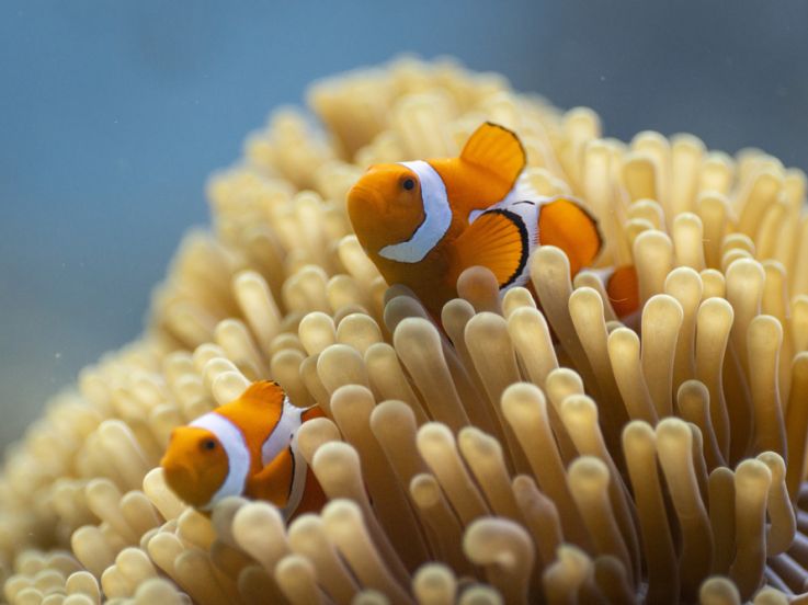 David Attenborough : documentaire sur la vie marine en péril