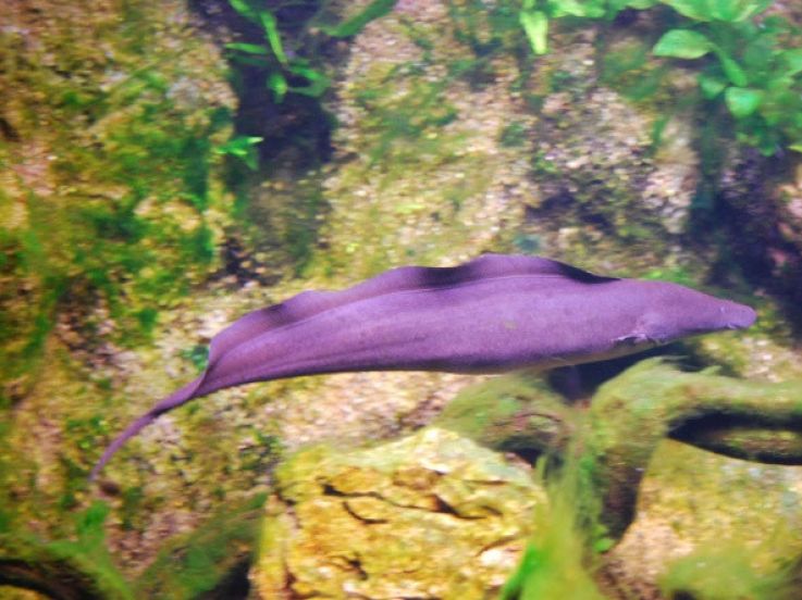 Les Vacances de Printemps à l'Aquarium Tropical