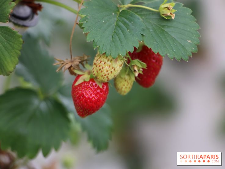 Les cueillettes de fruits, légumes et fleurs autour de Paris
