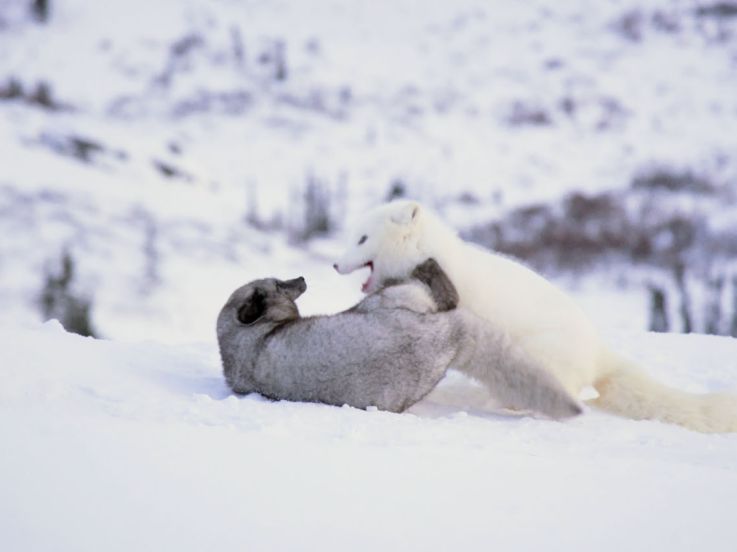 Virginie Efira raconte Kina et Yuk, renards de la banquise : bande-annonce
