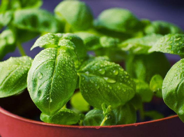 Vente exceptionnelle de plantes Aromatiques, Potagères, et d'Intérieur les 12 et 13 Mai 2018