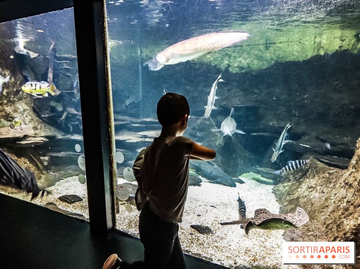 L'Aquarium de la Porte Dorée se renouvelle