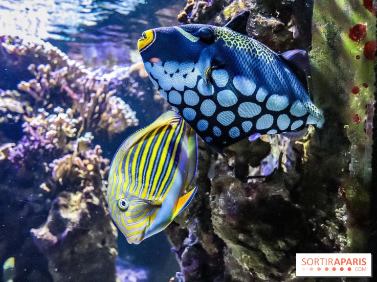 L'Aquarium de la Porte Dorée se renouvelle