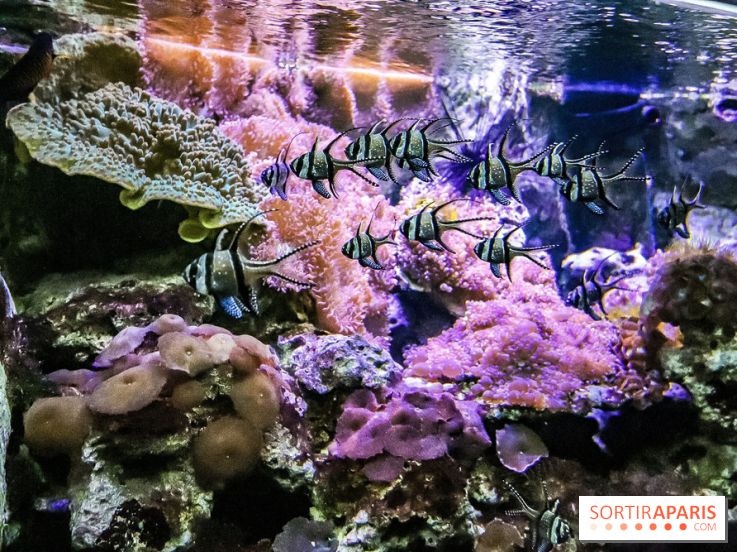 L'Aquarium de la Porte Dorée se renouvelle
