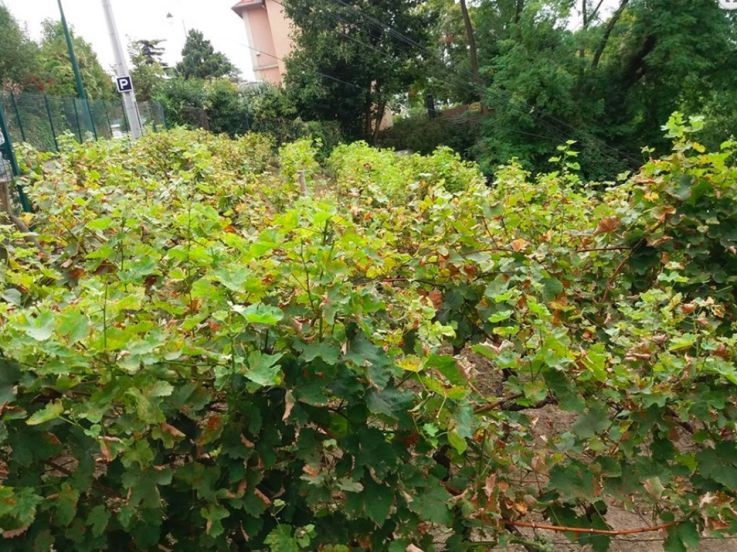 Les Journées du Patrimoine 2024 aux vignes de Bougival