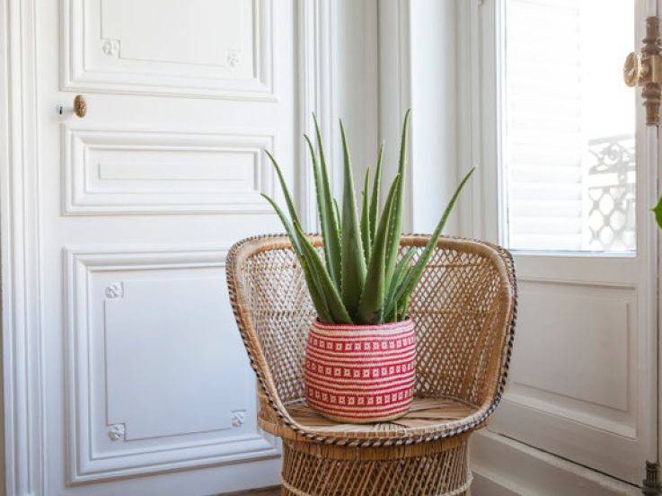 Vente solidaire de plantes chez Bergamotte