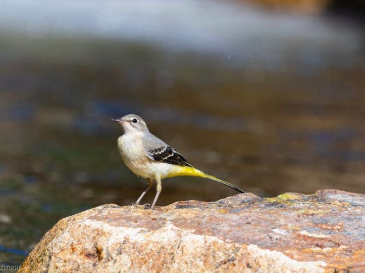 Rendez-vous aux Jardins 2019 au Jardin des Bergeronnettes des Ruisseaux à Pontoise 