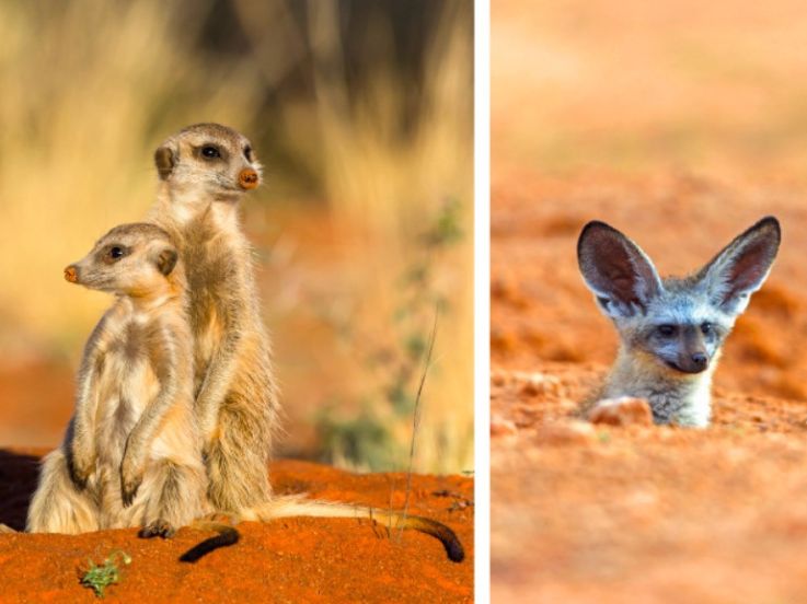 Rendez-vous sauvages en Afrique au Parc Zoologique de Paris