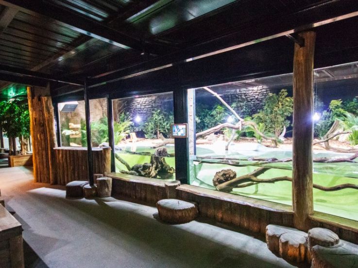 De nouveaux arrivants au vivarium du ZooSafari de Thoiry, entièrement réaménagé