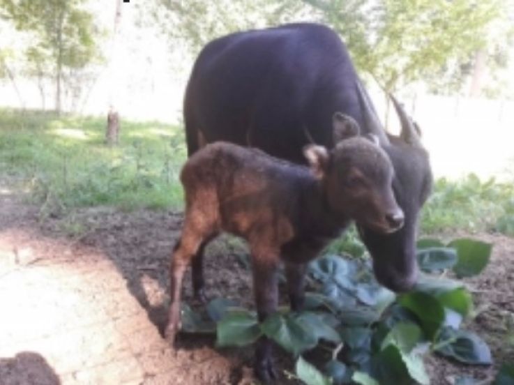 Naissance rarissime d'un anoas au ZooSafari de Thoiry