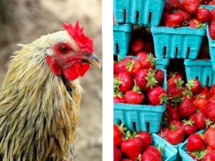 Marché fermier dans le parc du château de Méry-sur-Oise