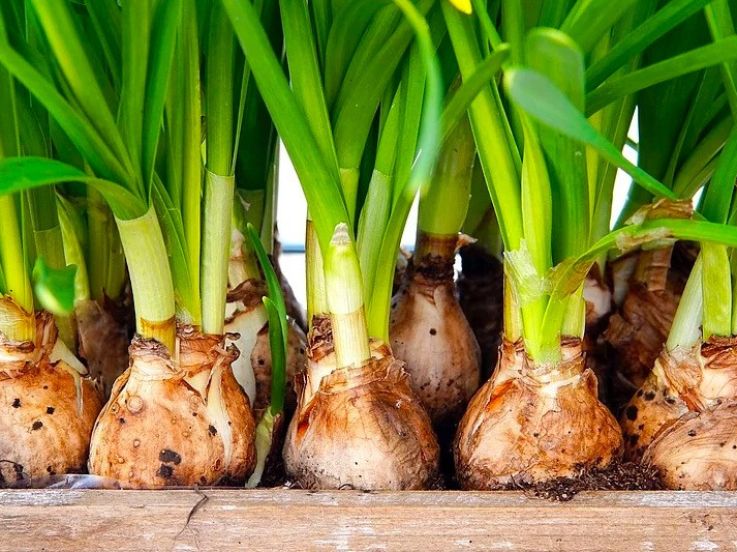 40 000 sachets de bulbes de fleurs distribués gratuitement à Paris