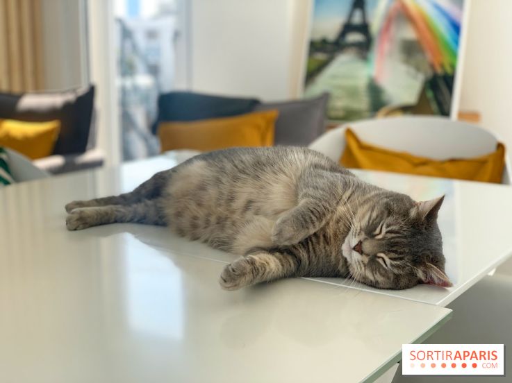 Coronavirus : Les animaux domestiques ne peuvent pas transmettre le virus, d'après l'Anses