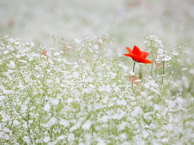 Rendez-vous aux Jardins 2019 dans les jardins des Hauts-de-Jouy