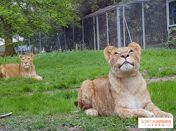 Zoo de Thoiry 2018 : les photos