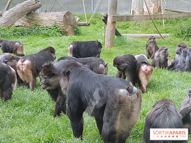 Zoo de Thoiry 2018 : les photos