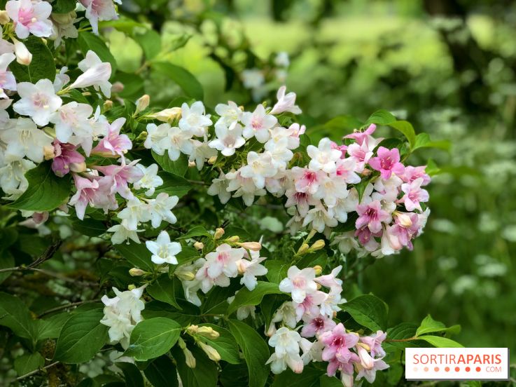 L'Arboretum de Versailles - Chevreloup
