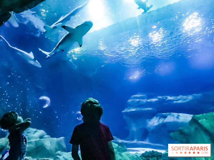 Loup préserve les océans à l'Aquarium de Paris, les photos