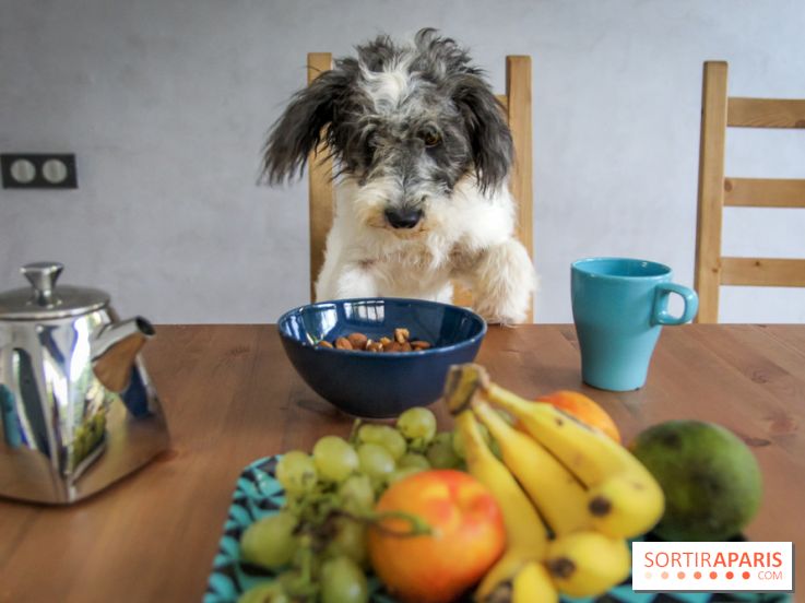 Cafe des chiens, café à chien, bar à chien