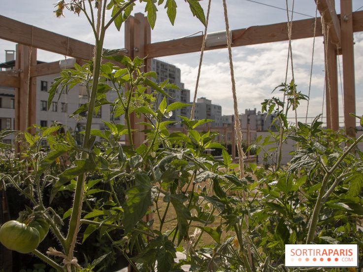 Sous les Fraises & So Ouest inaugurent la première ferme maraichère urbaine à Levallois-Perret : les photos