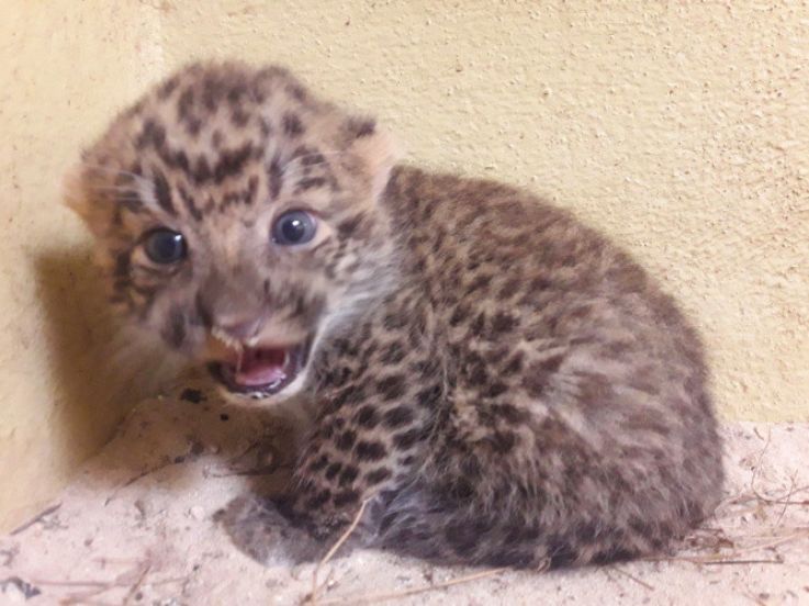Des bébés panthères de Chine au Zoosafari de Thoiry