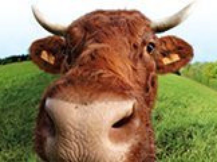 Des animations pour les enfants au Salon de l'Agriculture 2010