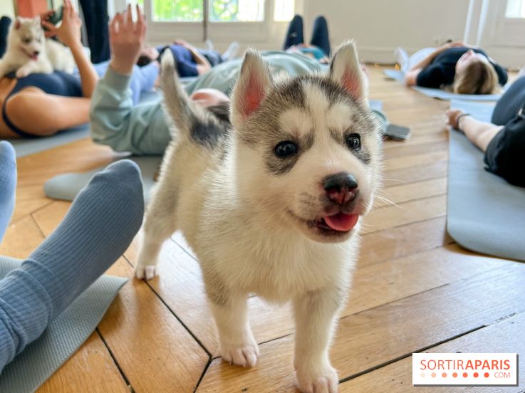 Puppy Yoga Paris, des séances de yoga tout en câlins avec d'adorables chiots - Prochaines dates