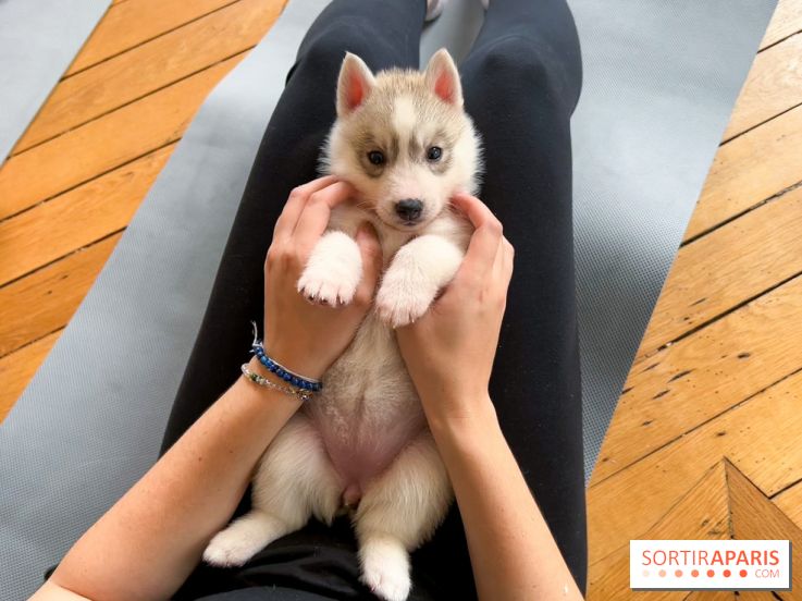 Puppy Yoga Paris, des séances de yoga tout en câlins avec d'adorables chiots - Prochaines dates