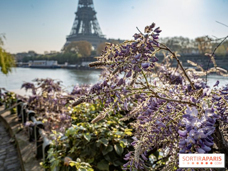 Visuel Paris glycine Tour Eiffel Seine