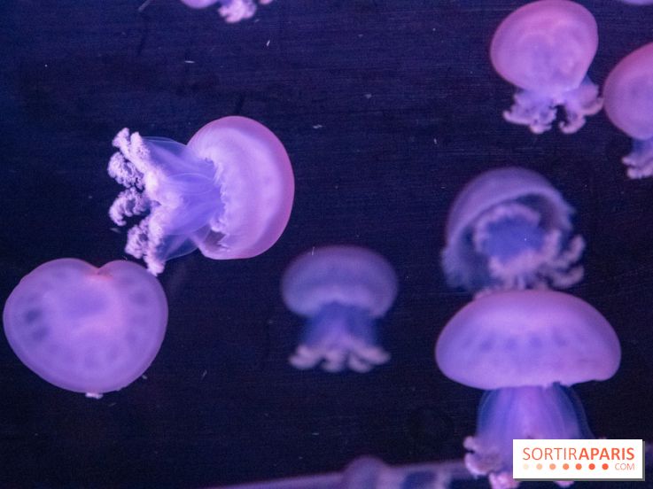 L'Aquarium de Paris ouvre son Médusarium