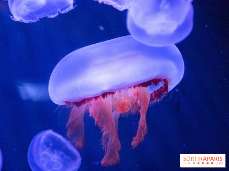 L'Aquarium de Paris ouvre son Médusarium
