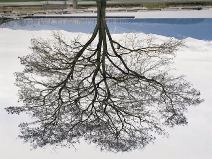 Jeu de Paume, Jericho Beach Tree, Rodney Graham, 