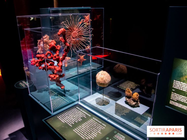 Océan, l'exposition à la Grande Galerie de l'Evolution