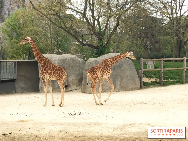 Parc Zoologique de Paris 2019