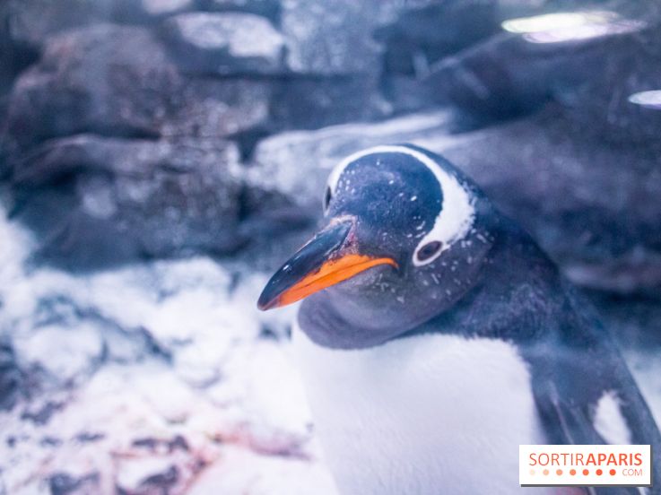 Les petits déjeuners avec les manchots de l'aquarium Sea Life