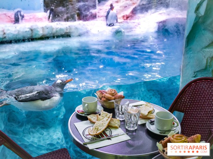 Les petits déjeuners avec les manchots de l'aquarium Sea Life