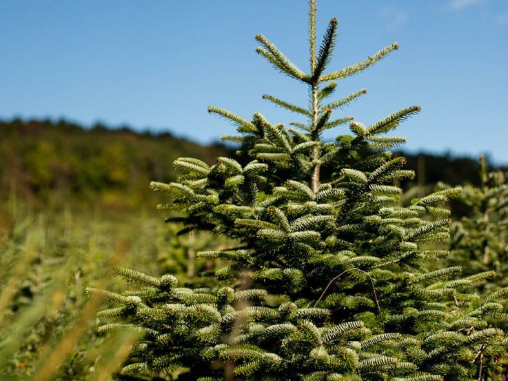 Noël 2020 : une vente éphémère de sapins de Noël bios organisée par Mon Petit Coin Vert
