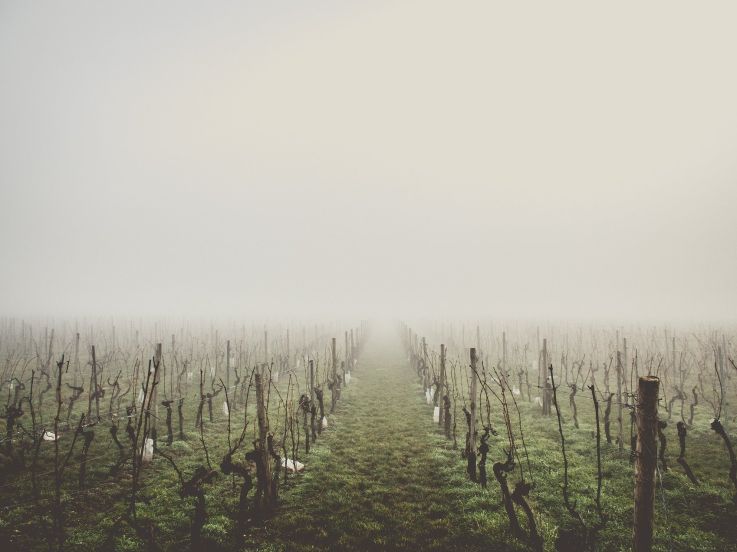 Gel des vignes : une baisse de 30% de la production de vin à craindre cette année