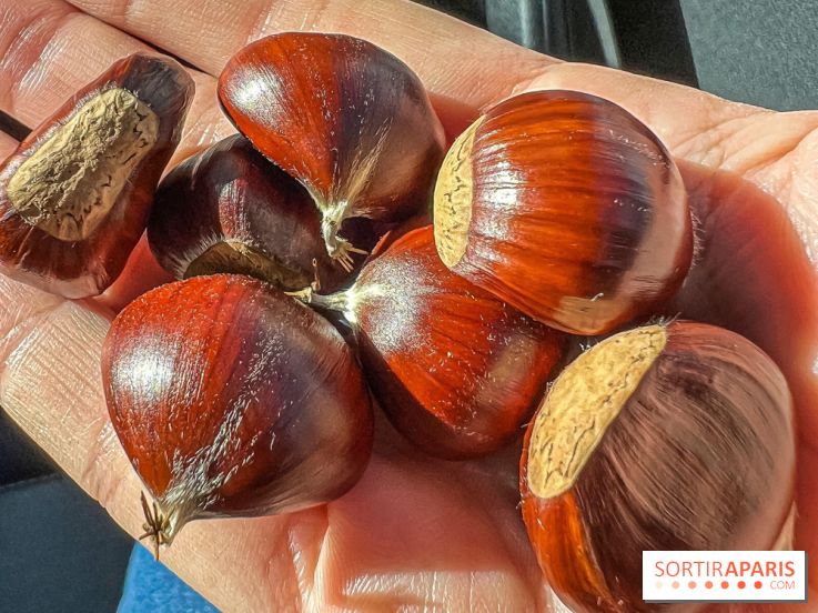 Fruit d'automne : marron ou châtaigne, comment reconnaître les fruits comestibles en forêt