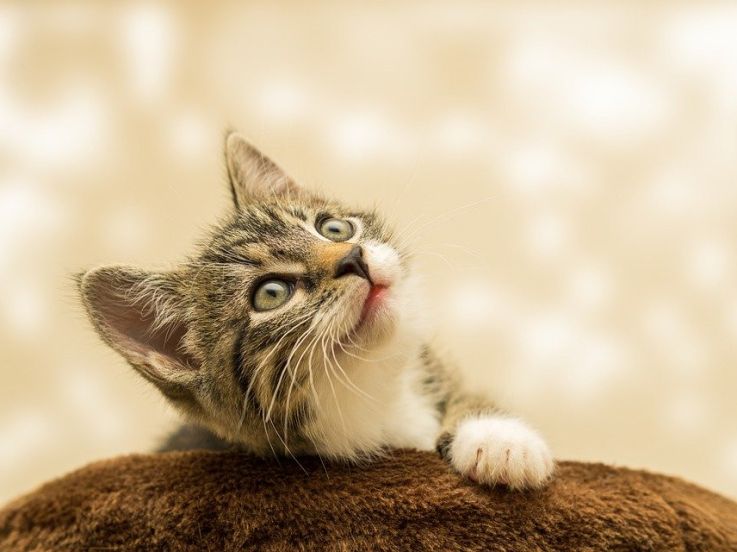 Confinement : le top des vidéos Tik Tok avec les animaux