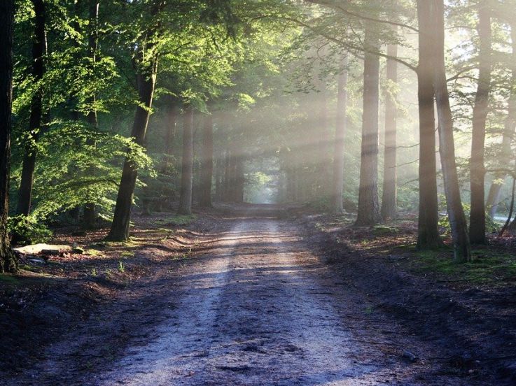 Déconfinement : réouverture des forêts sous conditions