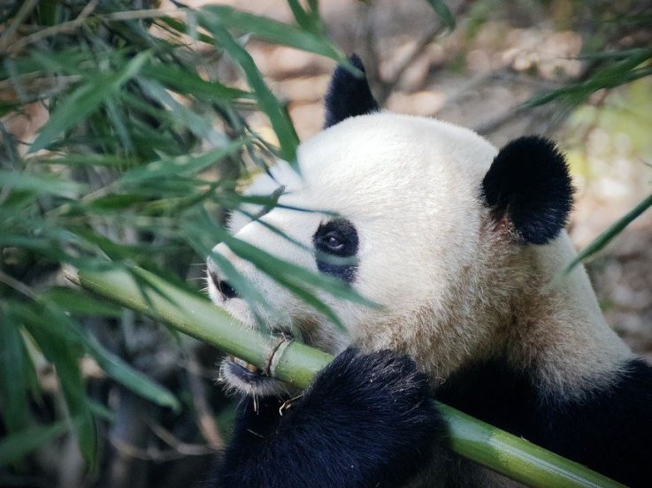 Le zoo de Beauval rouvre ses portes le 2 juin