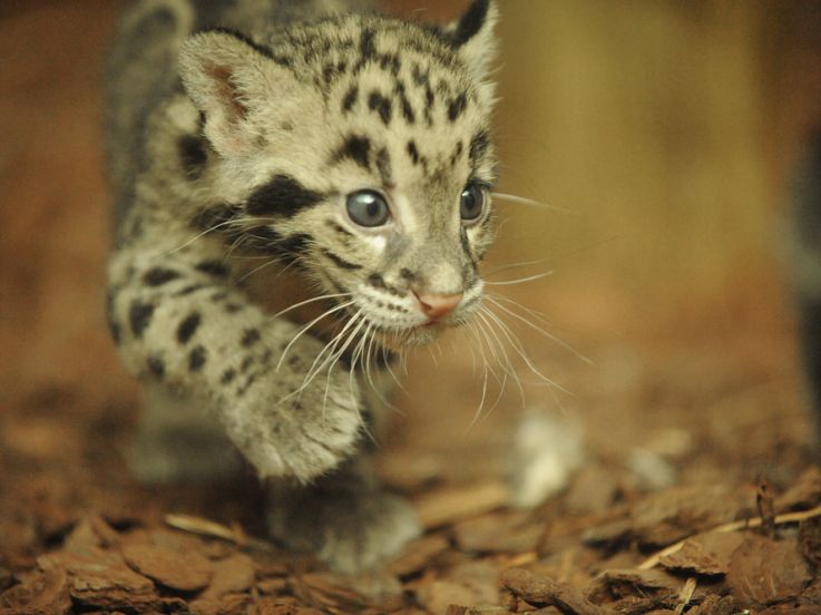 La Ménagerie du jardin des Plantes