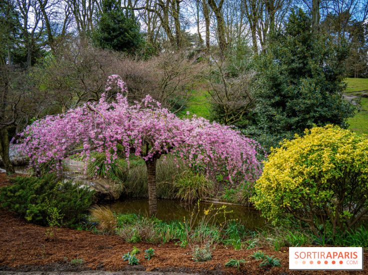 Cerisiers en fleurs à paris et aux alentours - Parc Montsouris