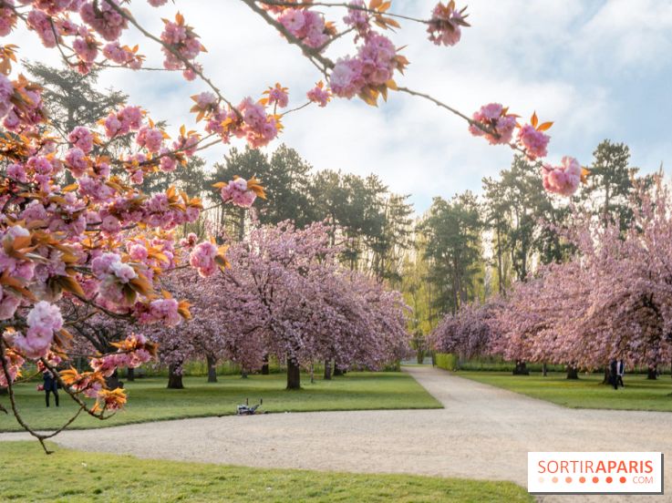 Le Parc de Sceaux et ses cerisiers en fleurs