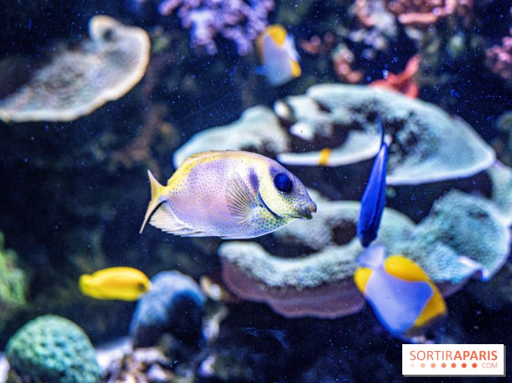 L'Aquarium Tropical de la Porte Dorée