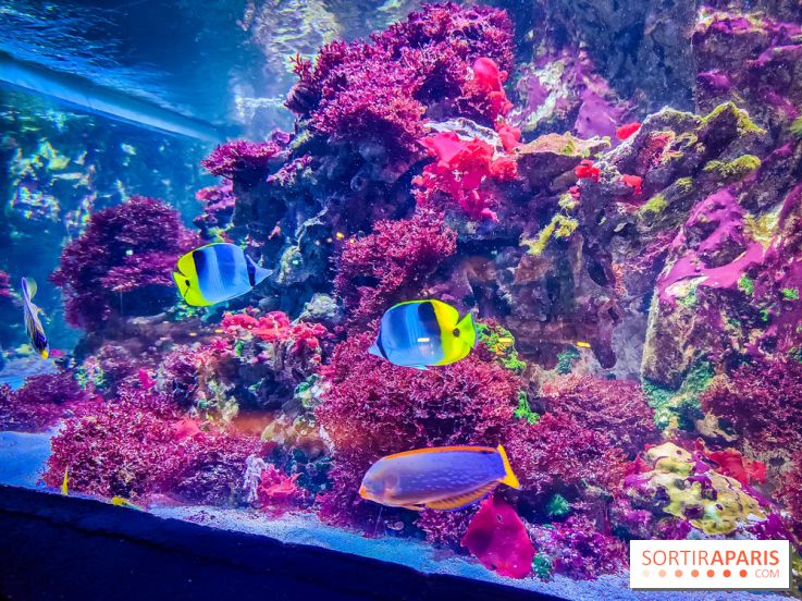 L'Aquarium Tropical de la Porte Dorée