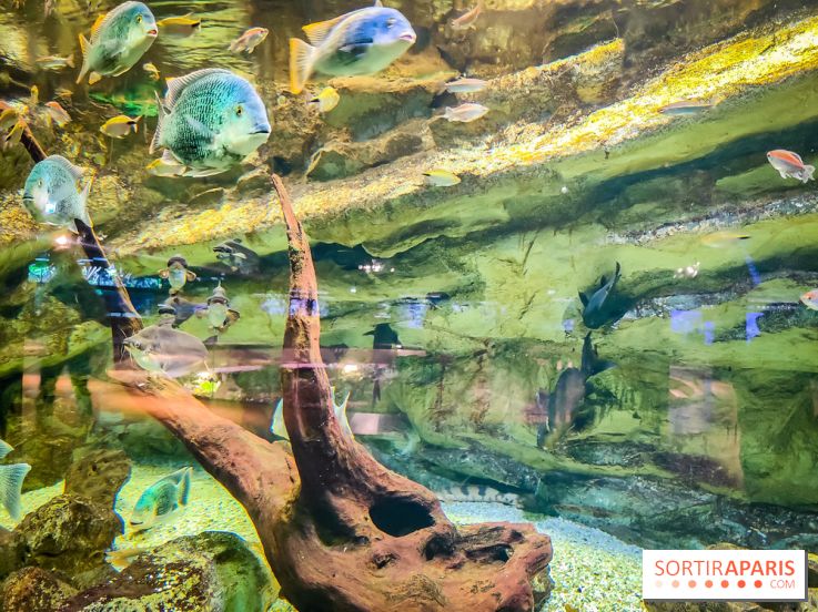 L'Aquarium Tropical de la Porte Dorée