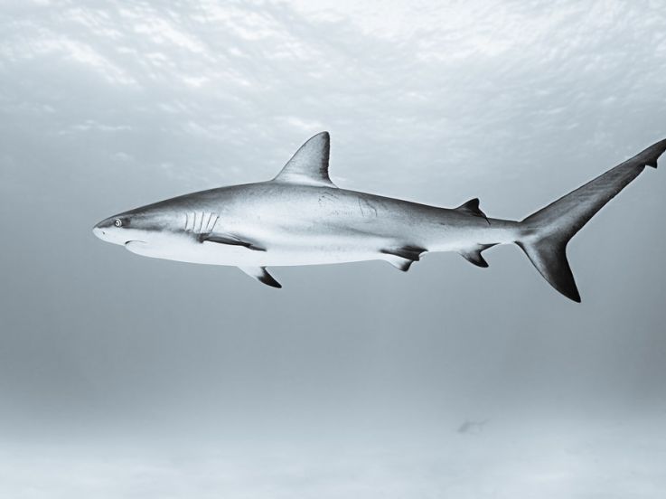 Sous la Seine 2 : une suite prévue sur Netflix pour le film de requins français